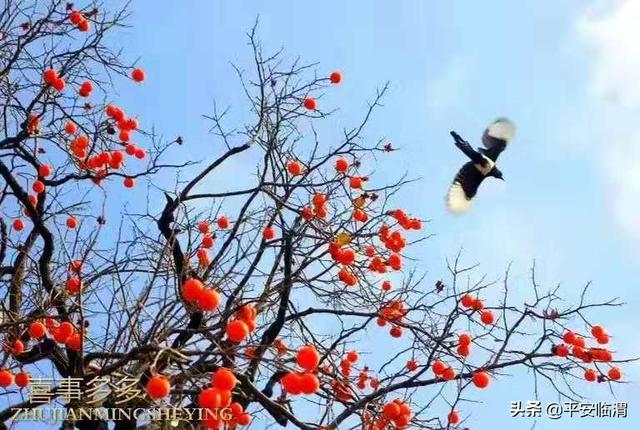 【民警文苑】有梦想就有盛开