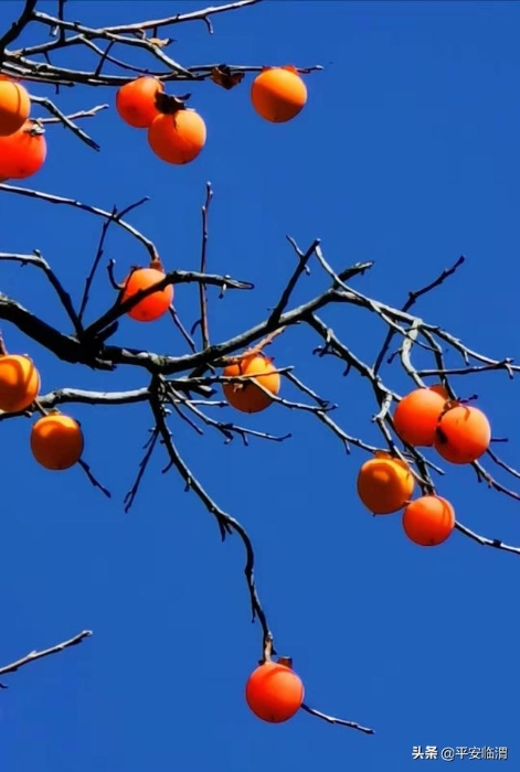 【民警文苑】有梦想就有盛开