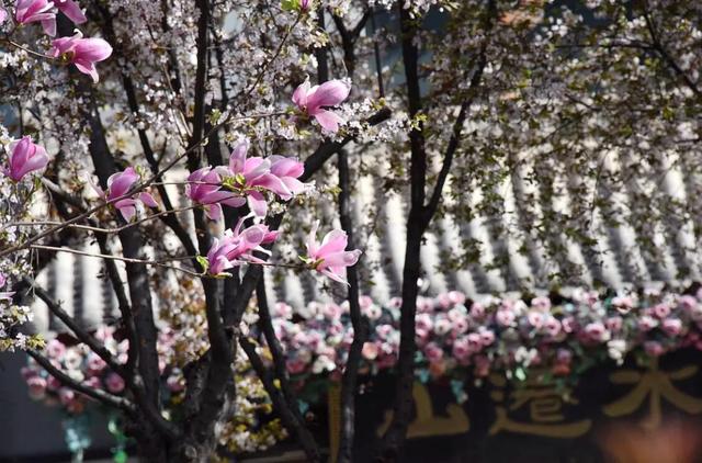 三月的春光，温柔了整个韩城（图）