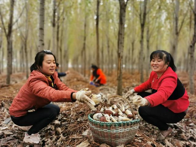 西庄镇柳村林下产业扶贫基地，村民们采摘蘑菇忙！（图）