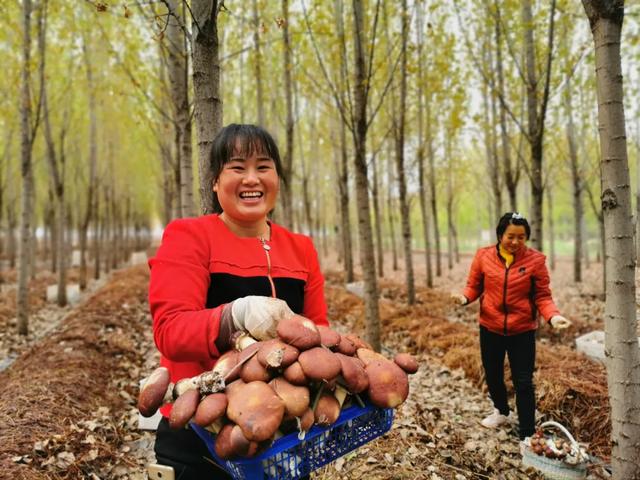 西庄镇柳村林下产业扶贫基地，村民们采摘蘑菇忙！（图）