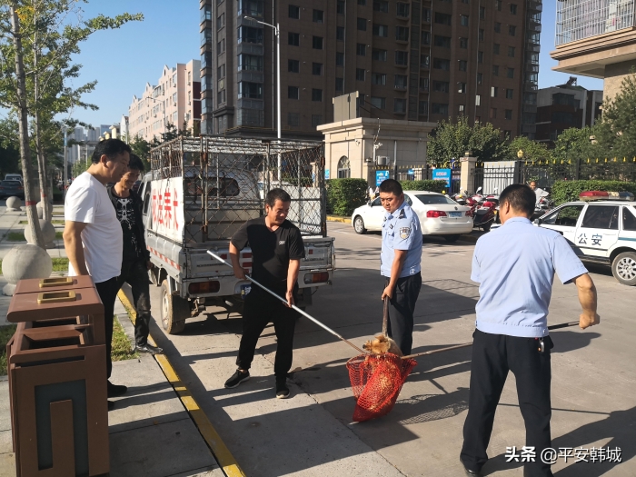 【创文在行动】韩城市公安局集中开展犬类管理专项治理行动