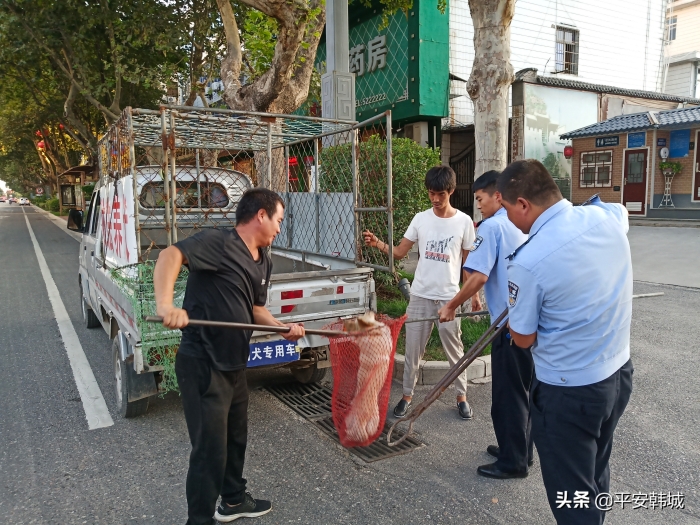 【创文在行动】韩城市公安局集中开展犬类管理专项治理行动