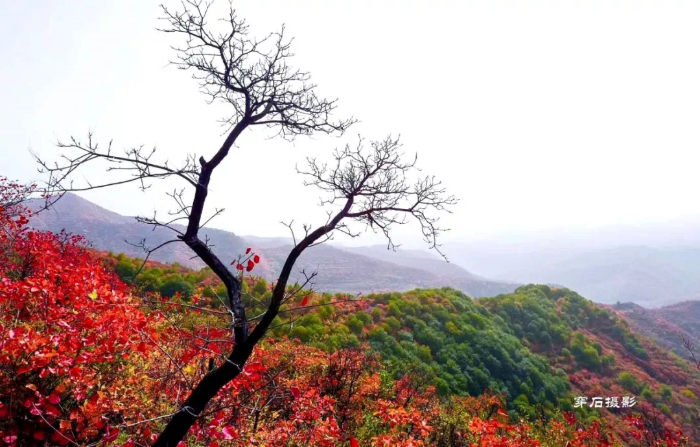 赶紧出发！韩城这几处自驾旅行打卡地 每一处都是绝美秋色！（图）