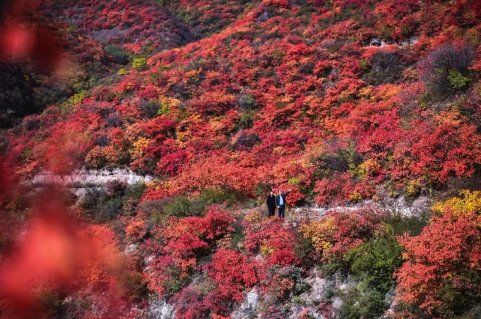 赶紧出发！韩城这几处自驾旅行打卡地 每一处都是绝美秋色！（图）