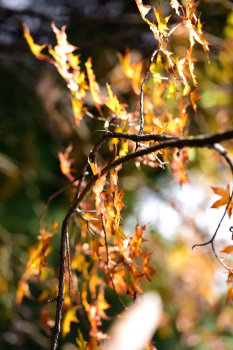 每一帧都是绝美秋色 这个季节来韩城尽享猴山秋韵吧！（图）