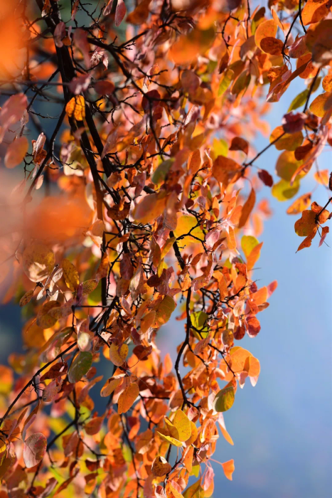 每一帧都是绝美秋色 这个季节来韩城尽享猴山秋韵吧！（图）
