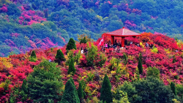 心仪韩城：满山红叶似彩霞 黄栌深处是香山（图）