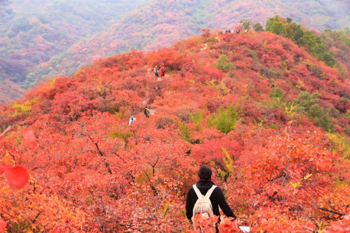 心仪韩城：满山红叶似彩霞 黄栌深处是香山（图）
