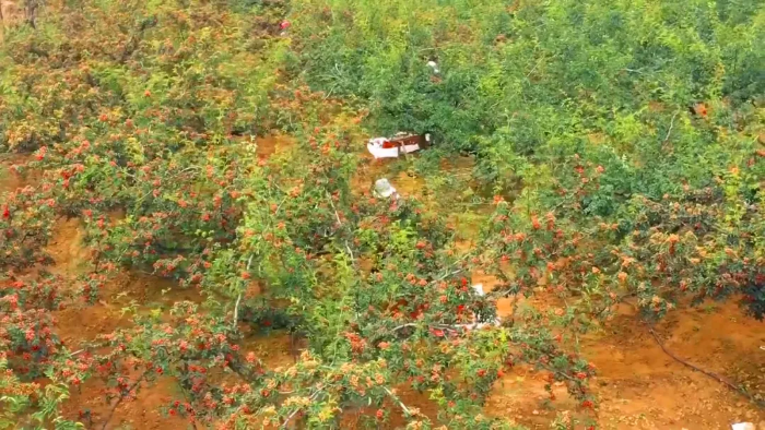 韩城:从小小花椒到智能制造 为产业插上科技的翅膀(图)