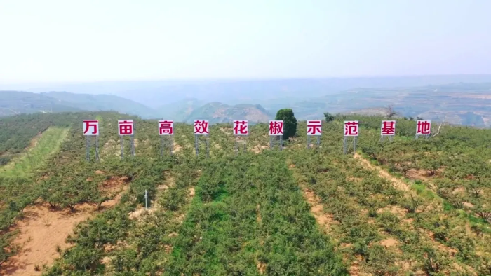 韩城:从小小花椒到智能制造 为产业插上科技的翅膀(图)