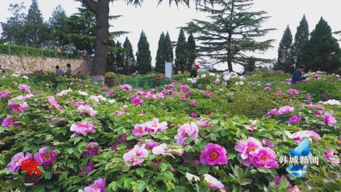 韩城：最美人间四月天 金塔牡丹花正开（附视频）